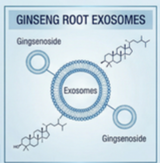 ginseng_root_exosomes_diagram.png