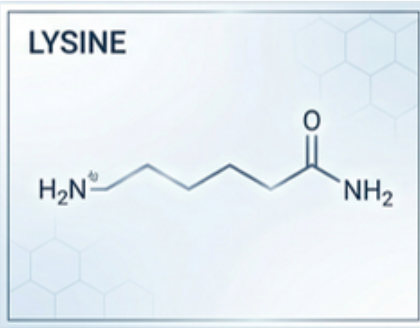 lysine_structure.png