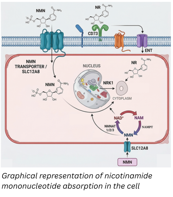 nad_absorption_cell_representation.png