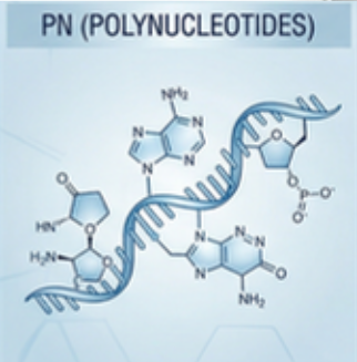 pn_molecule_structure.png