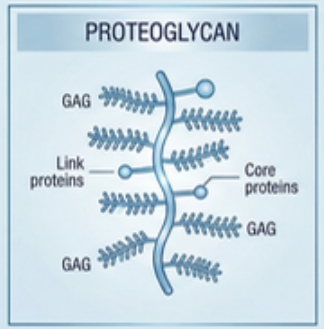proteoglycan_diagram.png