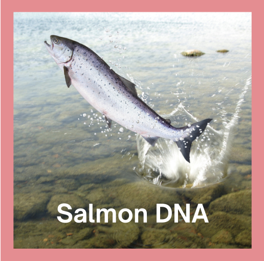 salmon_dna.png
